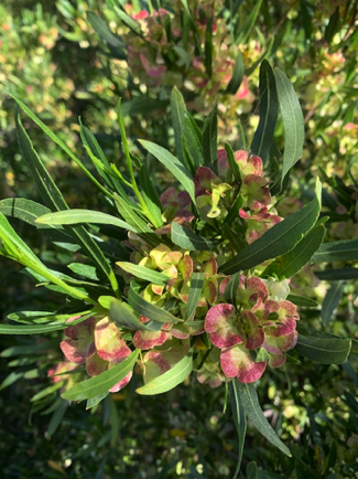 Apr 28 - Love the look of this backyard bush in bloom! 
Looks similar to an oleander.